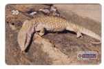 LIZARD - Animal - Fauna - Reptiles - Monitor Da Savana - Oerwoud