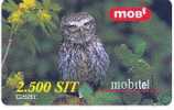 Birds Of Pray - Oiseaux - Bird - Oiseau - Owl - Eule - Hibou – Owls - Chouette - Slovenia  ATHENE NOCTUA (plastic Card) - Aigles & Rapaces Diurnes