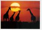 Girafe - Photo: Photo: Vloo (05-1439) - Giraffes