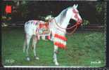 Oman - Decorated Horse `Hajir` - Paarden