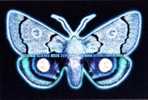 Blue Butterfly - Schmetterlinge