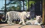 Big Cats: White Tigers At The Bristol Zoo - Tijgers