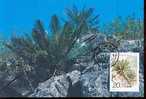 CHINE CARTE  MAXIMUM         NUM.YVERT    3382 FLORE CYCAS - Maximumkarten