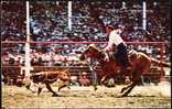 Cowboy On Horse - Calf Roping - Paardensport