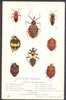 Various Species Of Insects - Insects