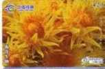 Animal - Undersea - Underwatter - Marine Life - Fish - Sea Life - Yellow Sea Flowers - Poissons