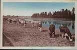 Carte Postale De PONT DE VAUX - Troupeau De Vaches Sur Les Bords De Saône. - Pont-de-Vaux