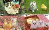 JAPON LOT 10 CARTES CHATS DIFF SUPERBE - Katzen