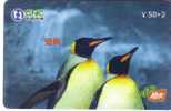 Bird - Oiseaux - Birds - Oiseau - Manchot - Pingouin – Penguin - Penguins - Pingouins -  Pinguin - Pinguine – # 1. - Pingouins & Manchots