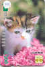 Kat Cat Katze Chat Op Metro Kaart (299) - Chats