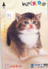 Kat Cat Katze Chat Op Metro Kaart (300) - Gatti