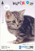 Kat Cat Katze Chat Op Metro Kaart (301) - Gatos