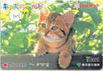 Kat Cat Katze Chat Op Metro Kaart (304) - Gatos