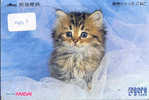 Kat Cat Katze Chat Op Metro Kaart (401) - Cats