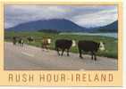 IRLANDE - Vaches Irlandaises - Andere & Zonder Classificatie