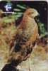 Faune - Fauna - Oiseaux - Birds - Oiseau - Eagle - Falcon - Faucon - Aigle - Bird - Falcons - Eagles  -  No. 1 - Brasilien