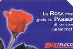 Italia - Italy - Flowers - Flower Red Rose - Blumen