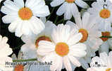 BUHAC ( Croatie - High Value , Only 25.000 Ex ) * Flower Fleur Flor Blume Fiore Bloem Flowers Fleurs Flors Blumen Flora - Blumen