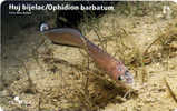 OPHIDION BARBATUM ( Croatia ) - Undersea - Marine Life - Underwater - Fish - Poisson - Fisch - Pez - Pesci - HUJ BIJELAC - Fish