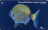 DIPLODUS SARGUS SARGUS  - SARAG ( Croatie )* Undersea - Marine Life - Underwater - Fish - Poisson - Fisch - Pez - Pesci - Croacia