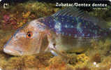 DENTEX DENTEX - ZUBATAC ( Croatia ) * Undersea - Marine Life - Underwater - Fish - Poisson - Fisch - Pez - Pesci - Croazia