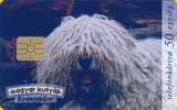 Dog - Hund - Chien - Clebs - Perro - Cane - Hungarian Komondor - Dogs