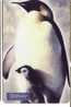 Animals -Bird - Oiseaux - Birds - Manchot - Pingouin – Penguin - Penguins - Pingouins -  Pinguin - Pinguine - Pinguine