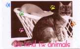 Cat - Gato - Katze - Felino - Chat - Matou - Gatto - Gatta - Singapore 1 - Gatti