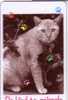 Cat - Gato - Katze - Felino - Chat - Matou - Gatto - Gatta - Singapore 3 - Gatti