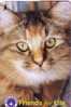 Cat - Gato - Katze - Felino - Chat - Matou - Gatto - Gatta - Singapore 4 - Gatti