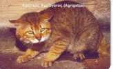 Cat - Gato - Katze - Felino - Chat - Matou - Gatto - Gatta - Greece - Katten