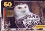 OWL ( Estonia 70000 Ex) Hibou Chouette Eule Buho Gufo Uil Owls Hibous Chouettes Bird Oiseau Rapace Birds Of Pray Raptors - Eagles & Birds Of Prey