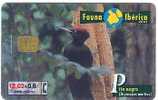 Spain - Fauna Ibérica - Bird - Pito Negro - Unclassified