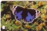 Animal - Butterfly - Papillon - Butterflies - Schmetterling - Mariposa - Farfalla - Oman 2 - Altri & Non Classificati