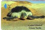 Turtles - Tortoise - Tortuga Marina - Schildkroete - Tartaruga - Tortue - Sea Turtle - Green Turtle - Pesci