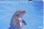 Undersea - Dolphin - Delphin - Delfin - Dauphin - Delfino - Dauphine- Dolphins - Japan ( Japone ) - Poissons