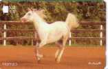 Animals - Horse - Caballo- Cheval - Cavallo - Pferd - Horses - HAMSA - Horses