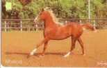 Animals - Horse - Caballo- Cheval - Cavallo - Pferd - Horses - MOSSAD - Caballos