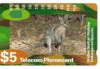 Animals - Kangaroo - Kaenguruh - Canguro - Kangourou - Bridled Nailtail Wallaby - Selva