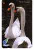 Animals - Birds - Oiseau - Oiseaux - Swan - Schwan - Cisne - Cygne - Cigno - Bird - Mute Swans  ( Code 79SIGD ) - Sonstige & Ohne Zuordnung