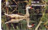 THE WHITE CHEEKED PINTAIL DUCK  ( Antigua And Barbuda - CHIP ) * Cane - Canard - Ducks - Ente - Pato - Dril  Anatra Bird - Antigua En Barbuda