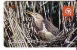 Slovenia Birds - Vogel - Oiseaux - Voegel - Oiseau - Rapace - Pajaro- Bird IXOBRYCHUS MINUTUS ( Plastic Card) - Sonstige & Ohne Zuordnung