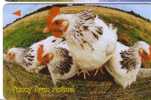 Singapour Bird - Chicken -fowl-hen-gefluegel – Gallina – Ave- Poule – Volaille – Volatili - Singapore ( Code 257SIGC01 ) - Hiboux & Chouettes
