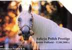 Animal - Bete - Tier - Animale - Tiere - Horses - Caballo- Cheval - Cavallo - Pferd - White Horse - Caballos