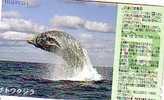 Whale - Wal - Wals - Ballena - Baleine - Balena - Japan ( Japone ) Railway Card Mascot - Food
