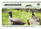 Animals – Birds - Flier - Vogel - Voegel - Oiseau - Rapace-uccello- Pajaro-tia- Bird - Duck - Old Uruguay Card - Andere & Zonder Classificatie