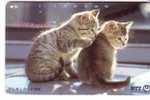 Animal - Cat - Gato - Katze - Felino - Chat - Matou - Gatto - Cats - Japan - Japone - ( Please , See Scan For Condition) - Gatti