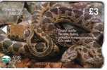 Reptiles – Snake – Vipere – Adder – Aspic – Schlange – Serpiente – Guivre – Serpent – Serpente - Cyprus - Oerwoud