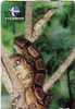 Reptiles – Snake – Vipere – Adder – Aspic – Schlange – Serpiente – Guivre – Serpent – Serpente - Cobra ( BOA ) - Jungle