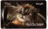 Animal - Cat - Gato - Katze - Felino - Chat - Matou - Gatto - Gatta - Limited New Zealand Card FLUFFY - Katzen